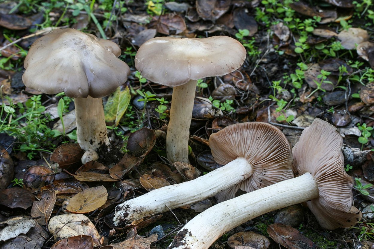 Entoloma bloxamii