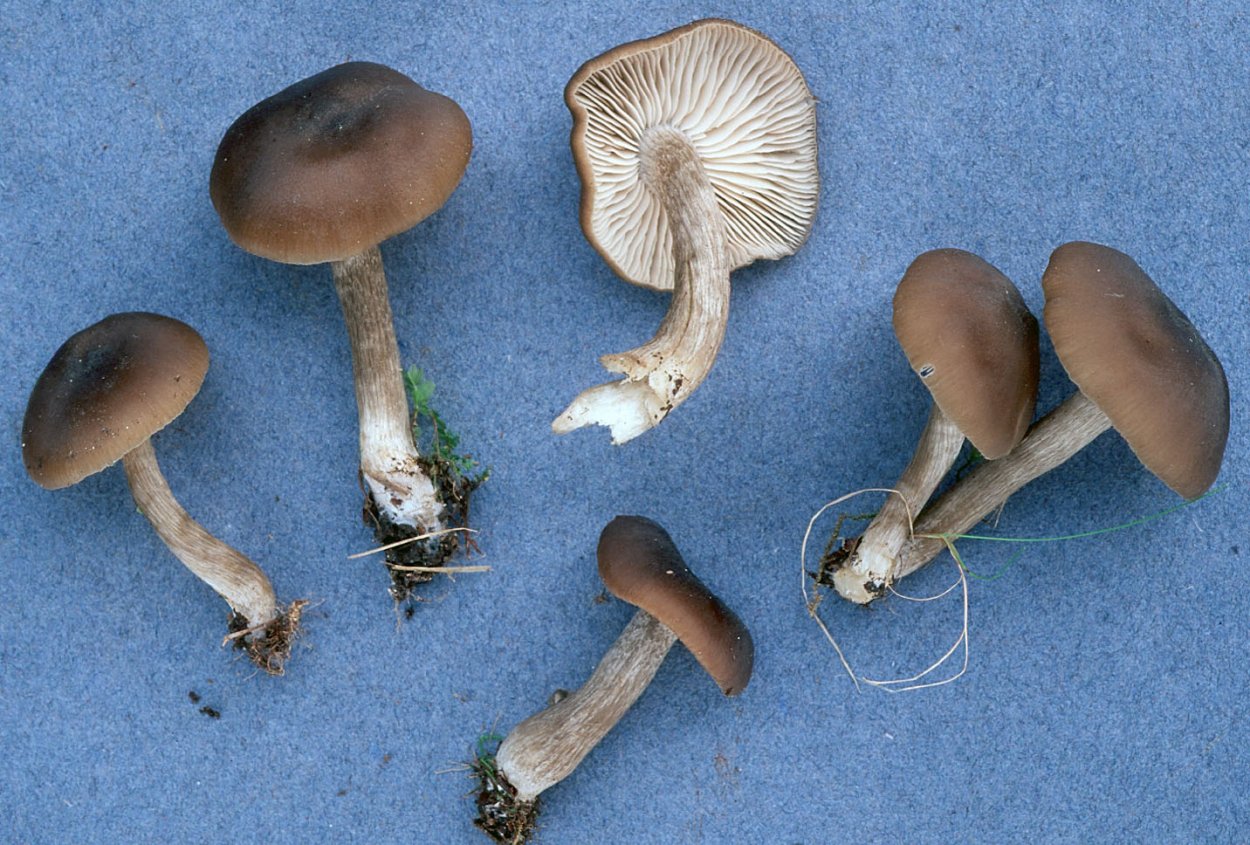 Entoloma versatile