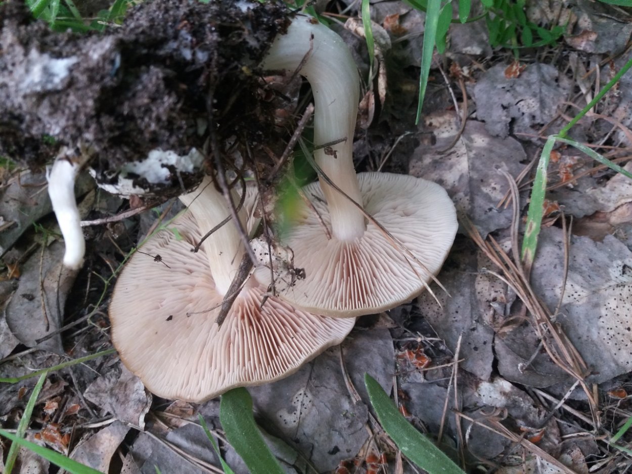 Entoloma sericeum