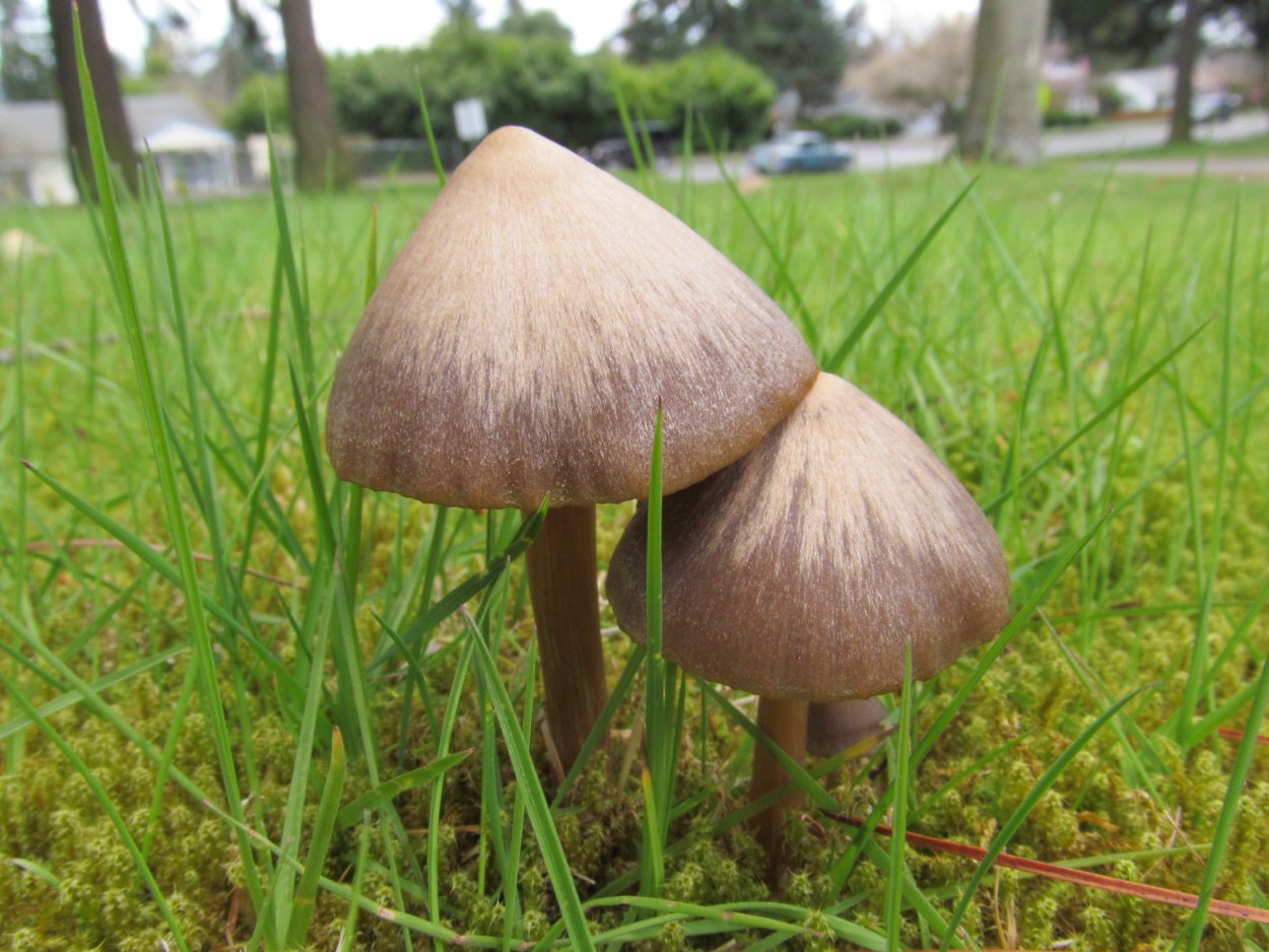 Гриб Entoloma hochstetteri
