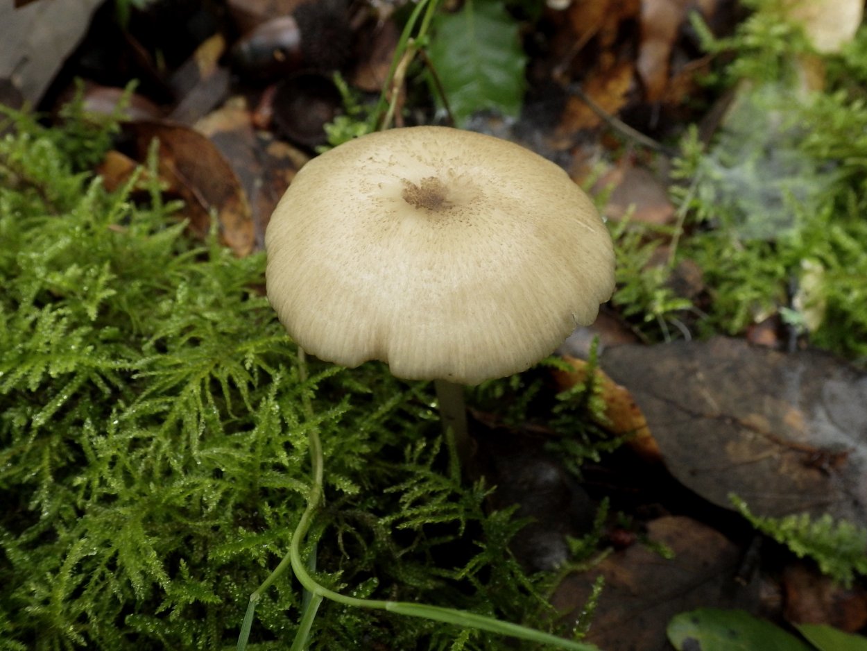Энтолома Весенняя Entoloma vernum