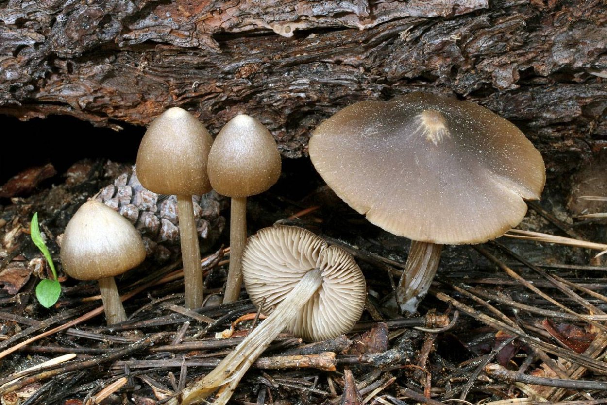 Синяя Энтолома Entoloma hochstetteri
