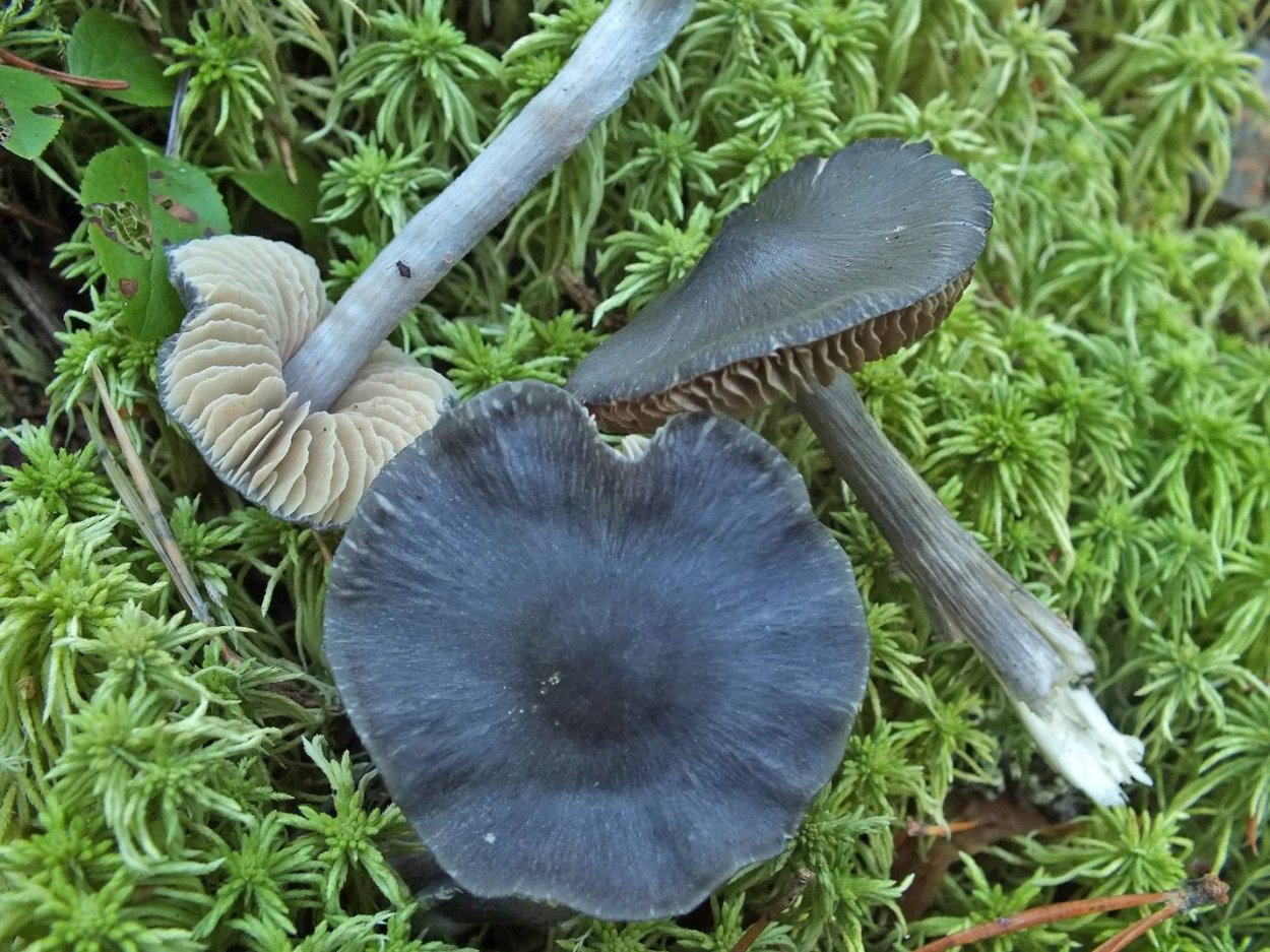 Синяя Энтолома Entoloma hochstetteri