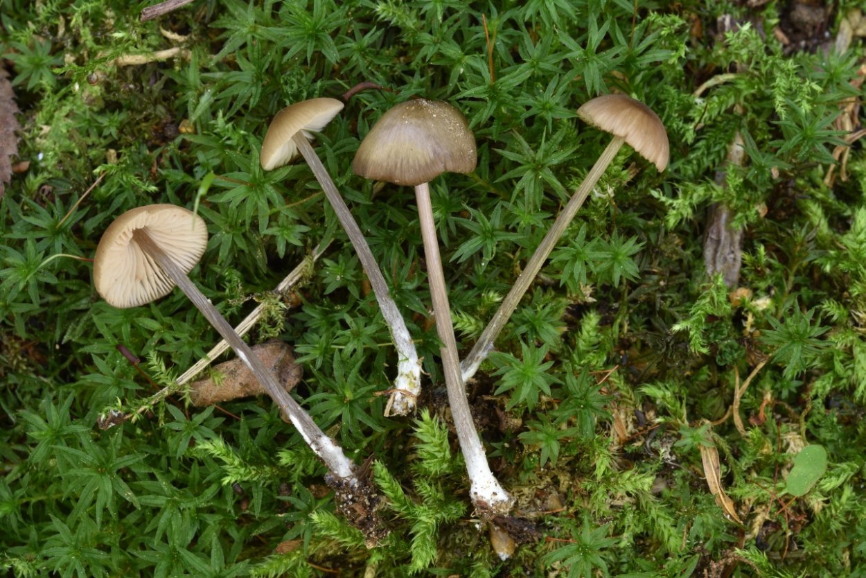Голубой гриб Entoloma hochstetteri