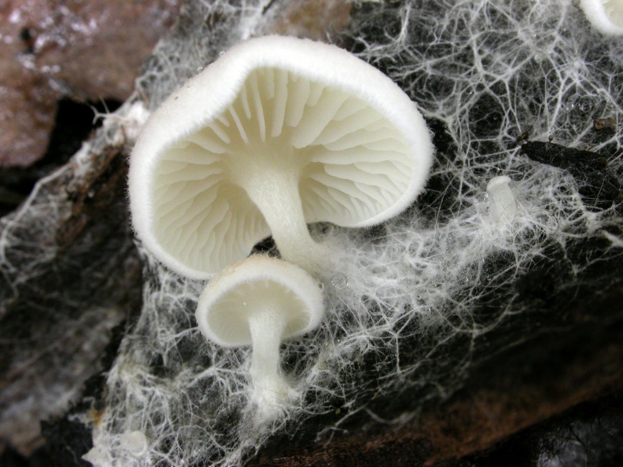 Энтолома Оловянная (Entoloma eulividum)