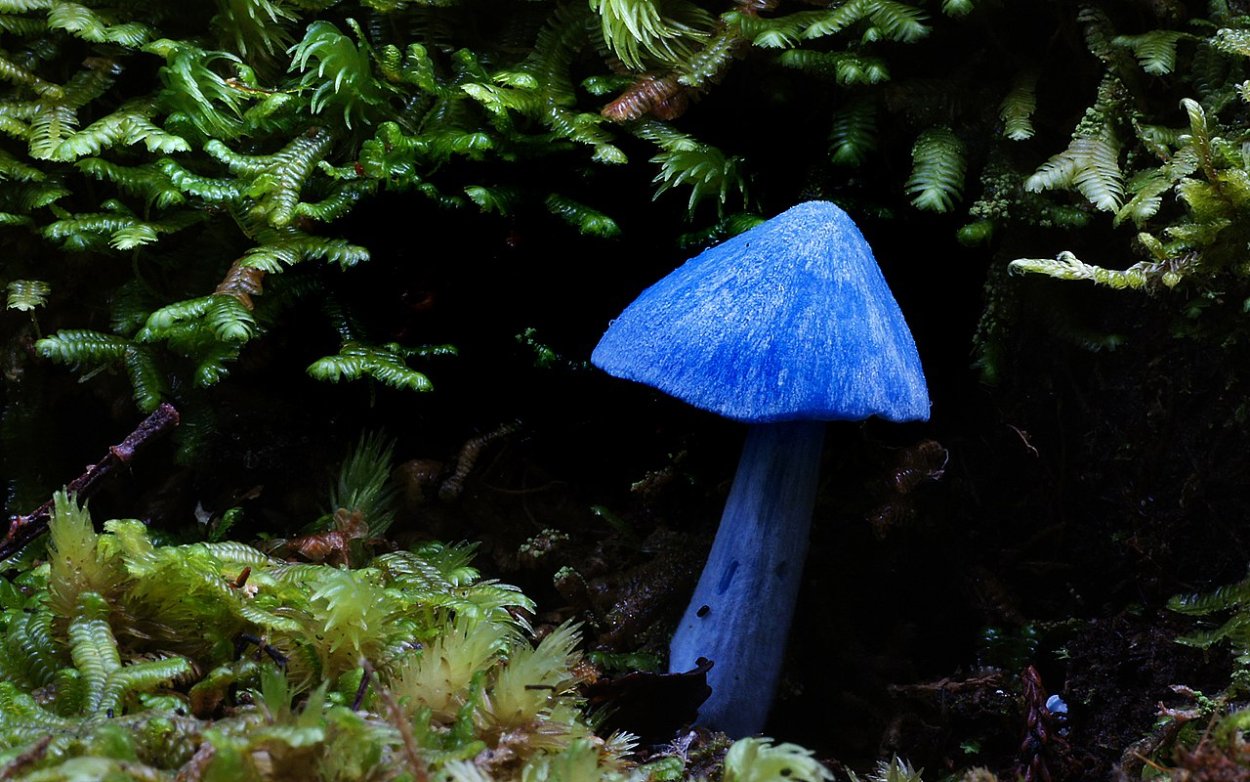 Entoloma vernum