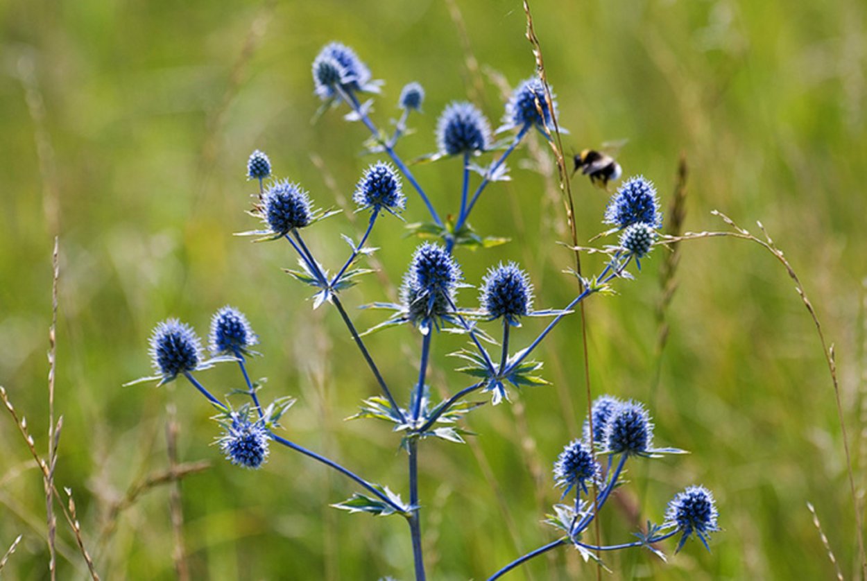 Синеголовник плосколистный Eryngium Planum