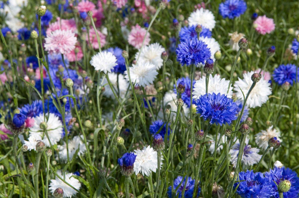 Василёк Донской (Centaurea tanaitica Klok.)
