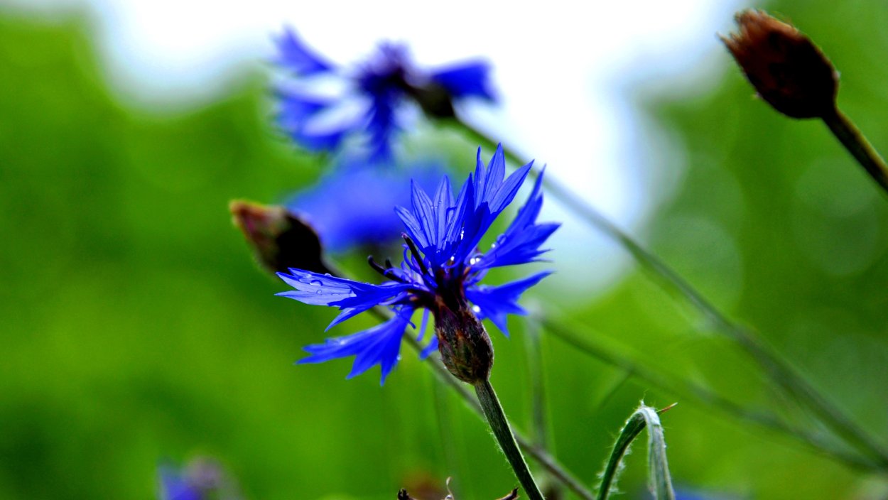 Василек Луговой — Centaurea jacea l.
