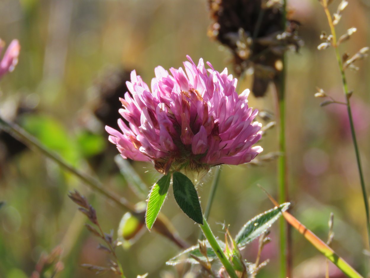 Клевер Луговой Trifolium praténse