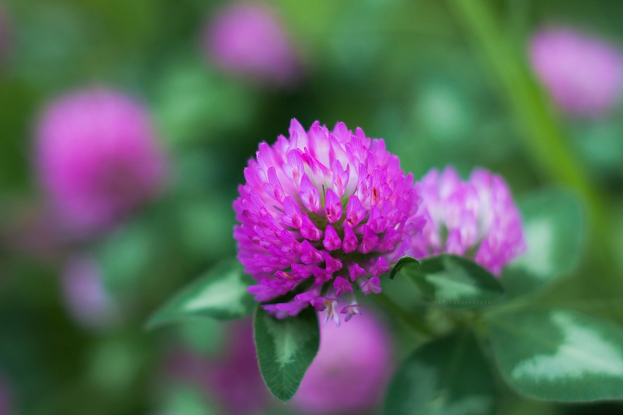 Клевер средний Trifolium Medium