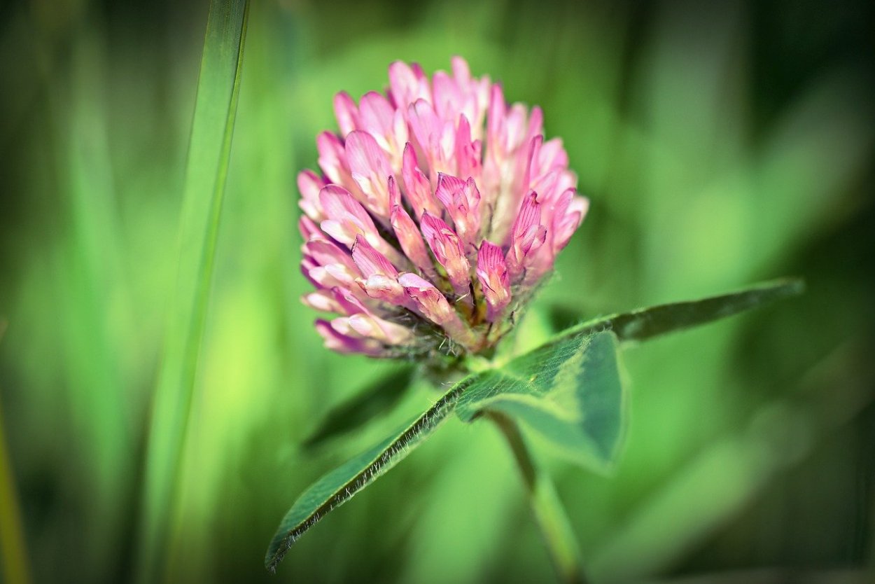 1. Клевер Луговой (Trifolium pratense l.)