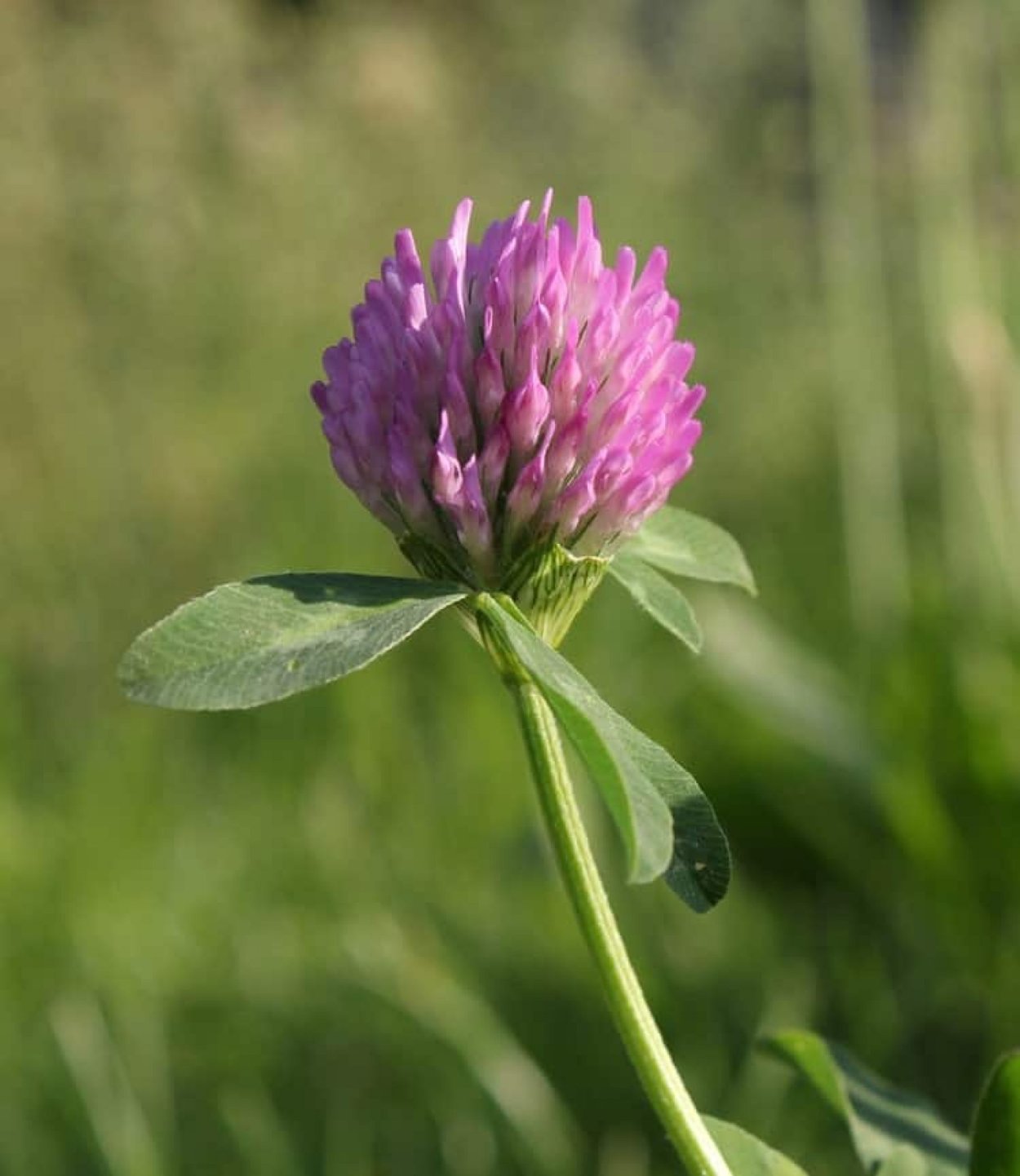 Красный Клевер (Red Clover)