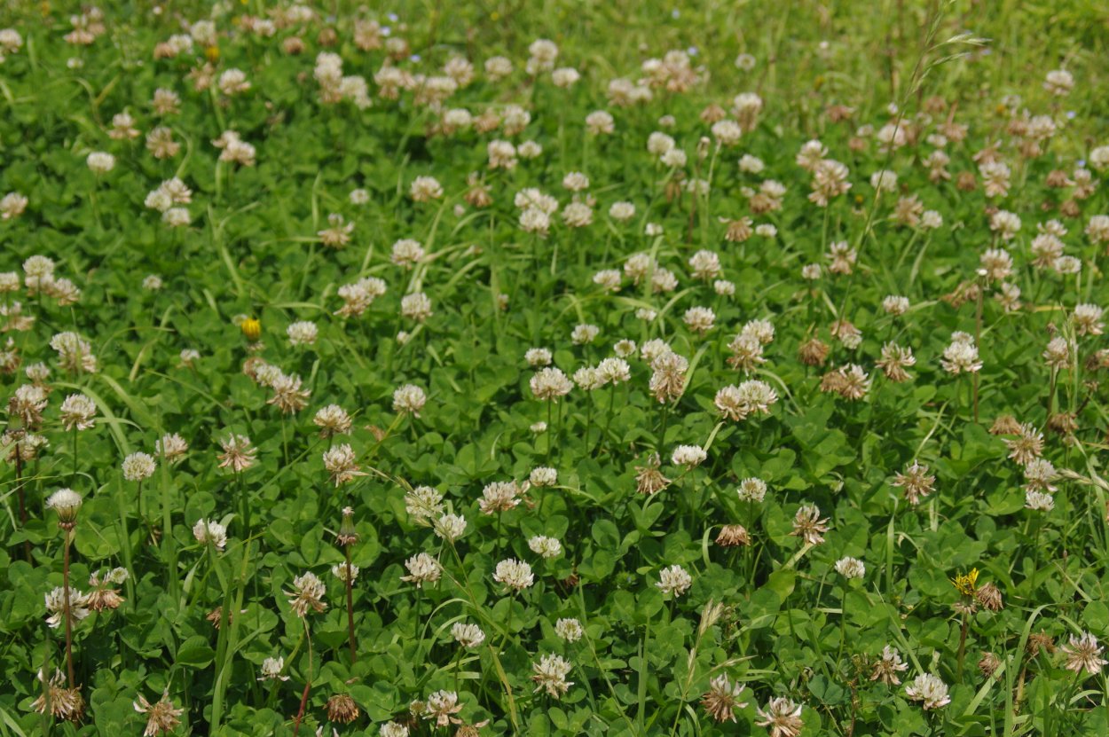 Клевер белый Trifolium repens