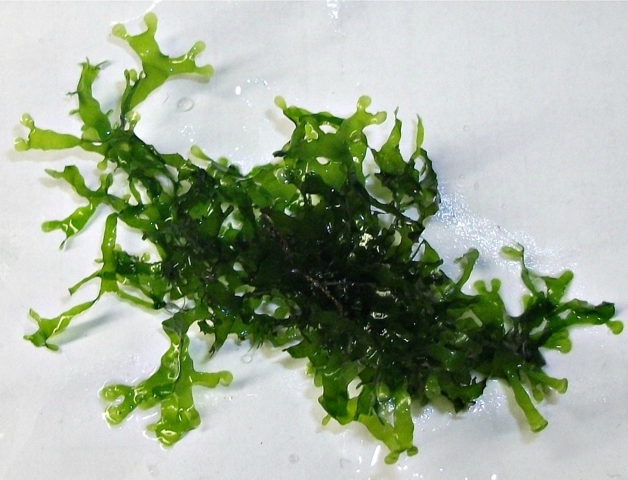 Мох Fissidens Nobilis (Fissidens Nobilis)