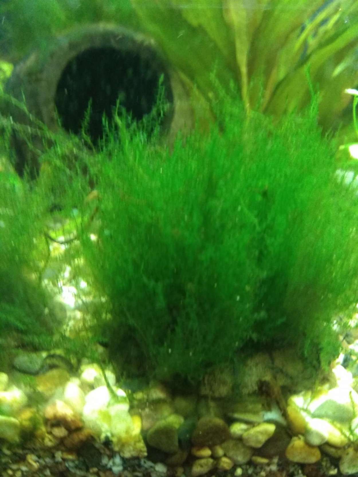 Мох стринг (Leptodictyum riparium)