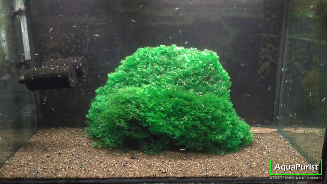 Мох Fissidens Nobilis