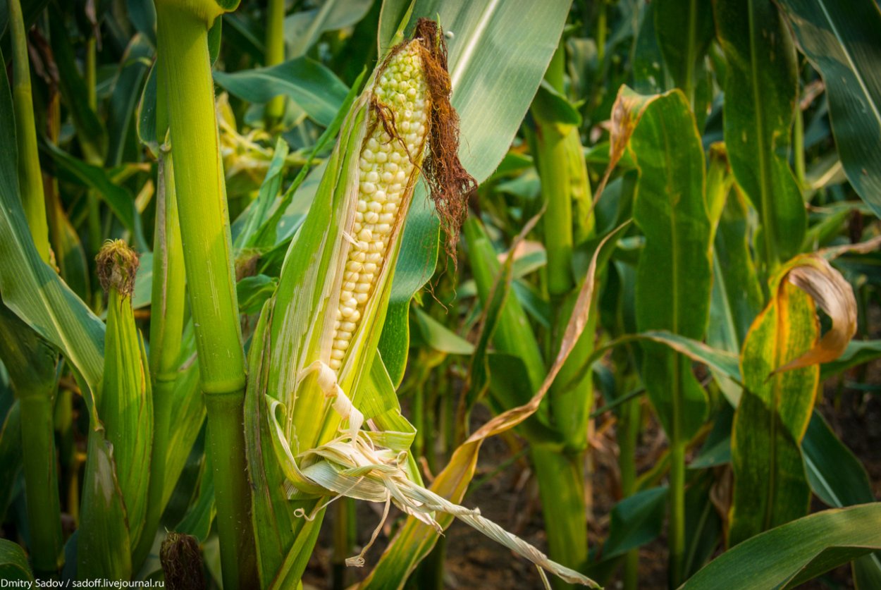 Кукуруза Sweet Corn