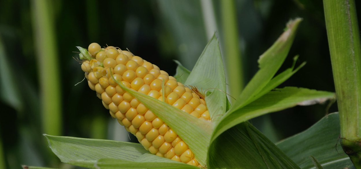 Zea Mays кукуруза