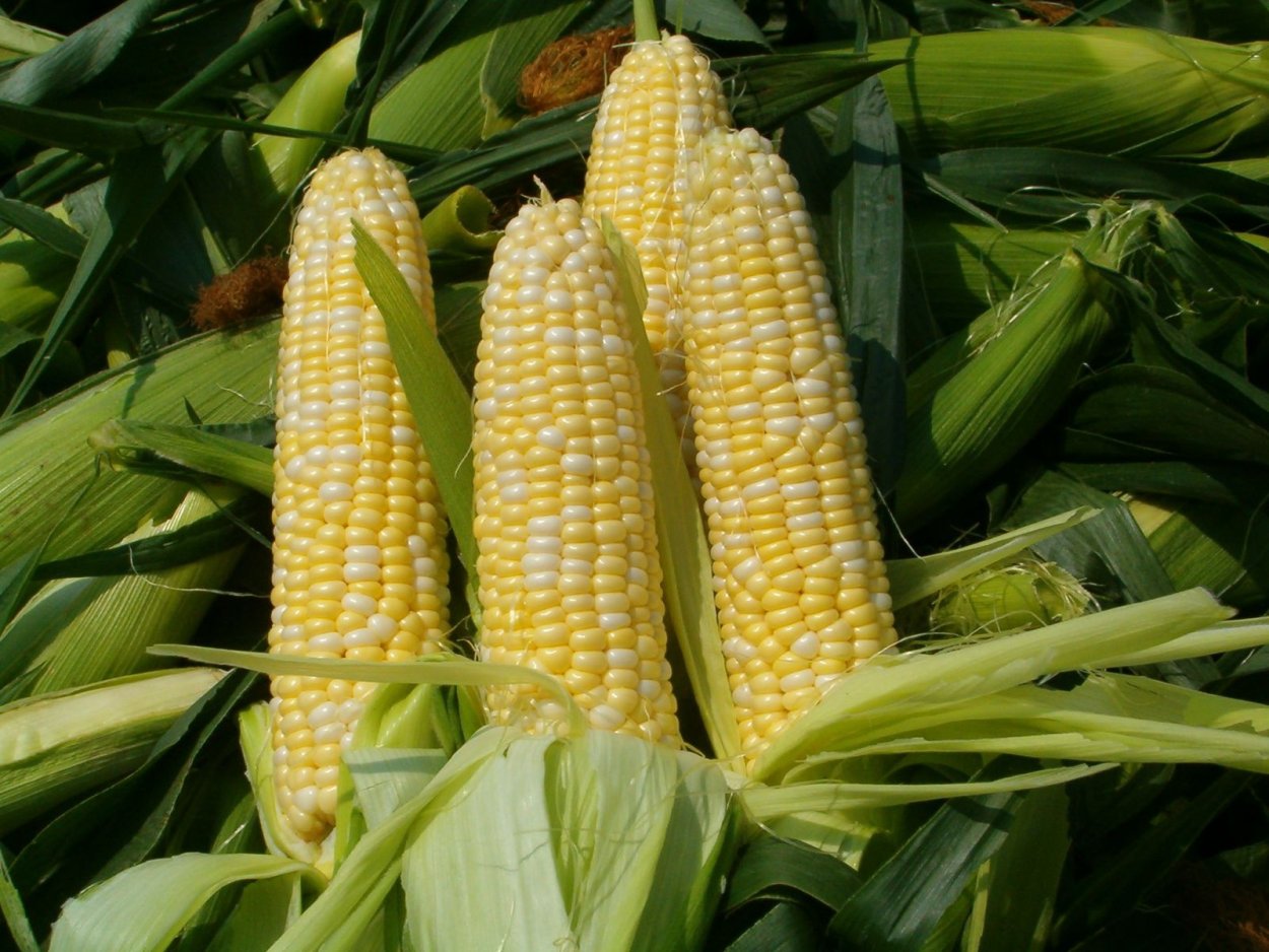 Поле кукурузово