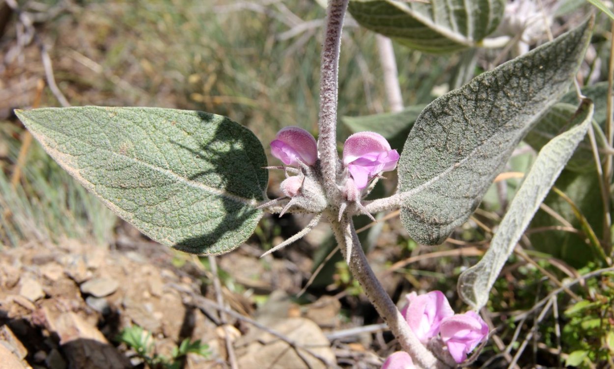 Зопник клубненосный (Flomis Tubirosa)