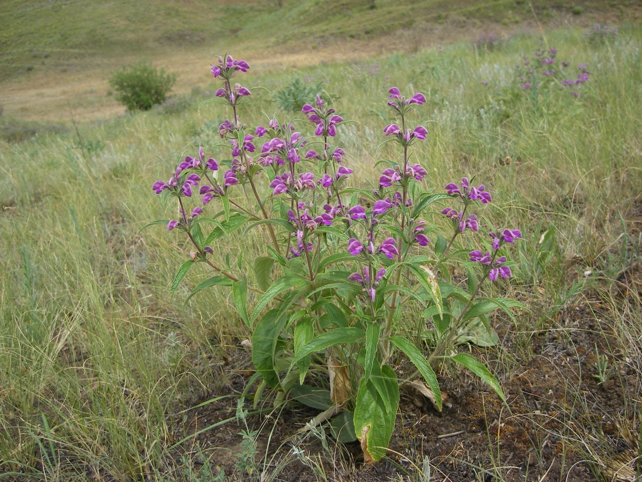 Phlomis tuberosa рисунок