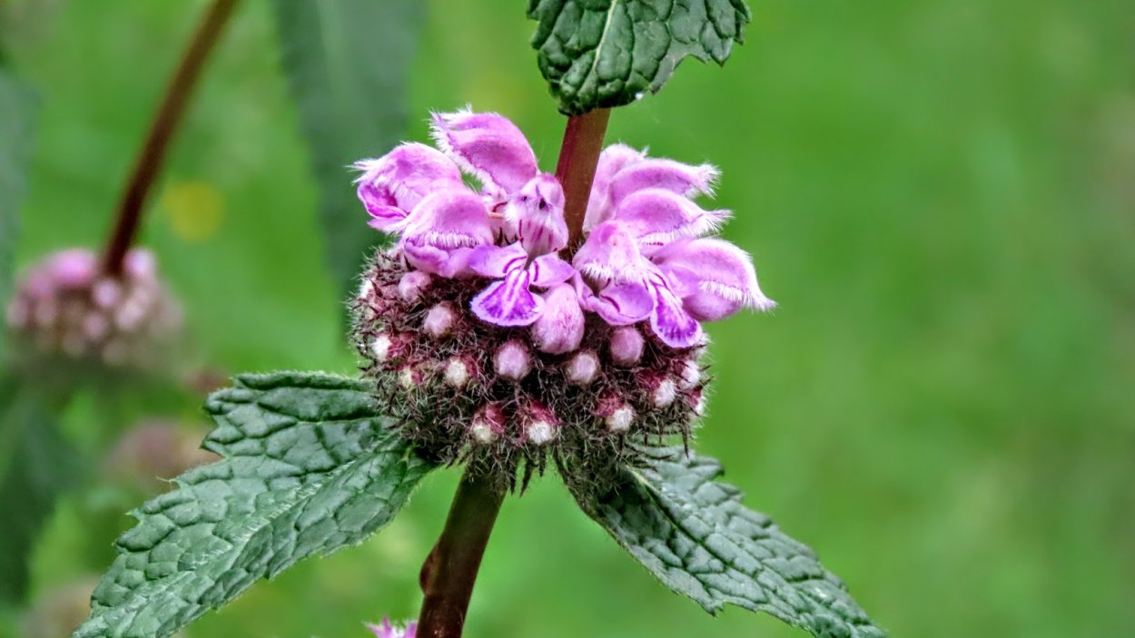 Зопник клубненосный phlomoídes tuberósa