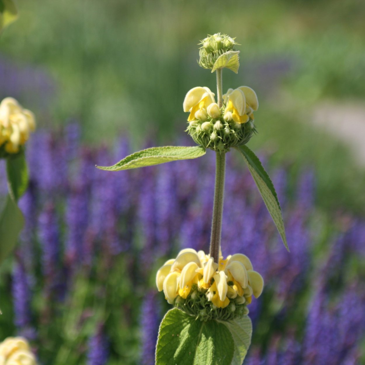 Зопник колючий Phlomis pungens