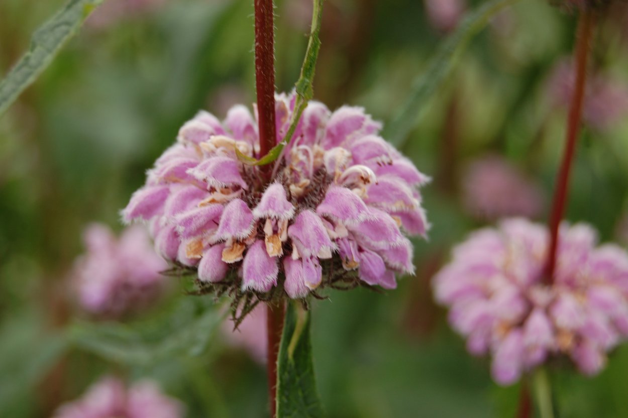 Зопник клубненосный (Phlomis tuberosa)
