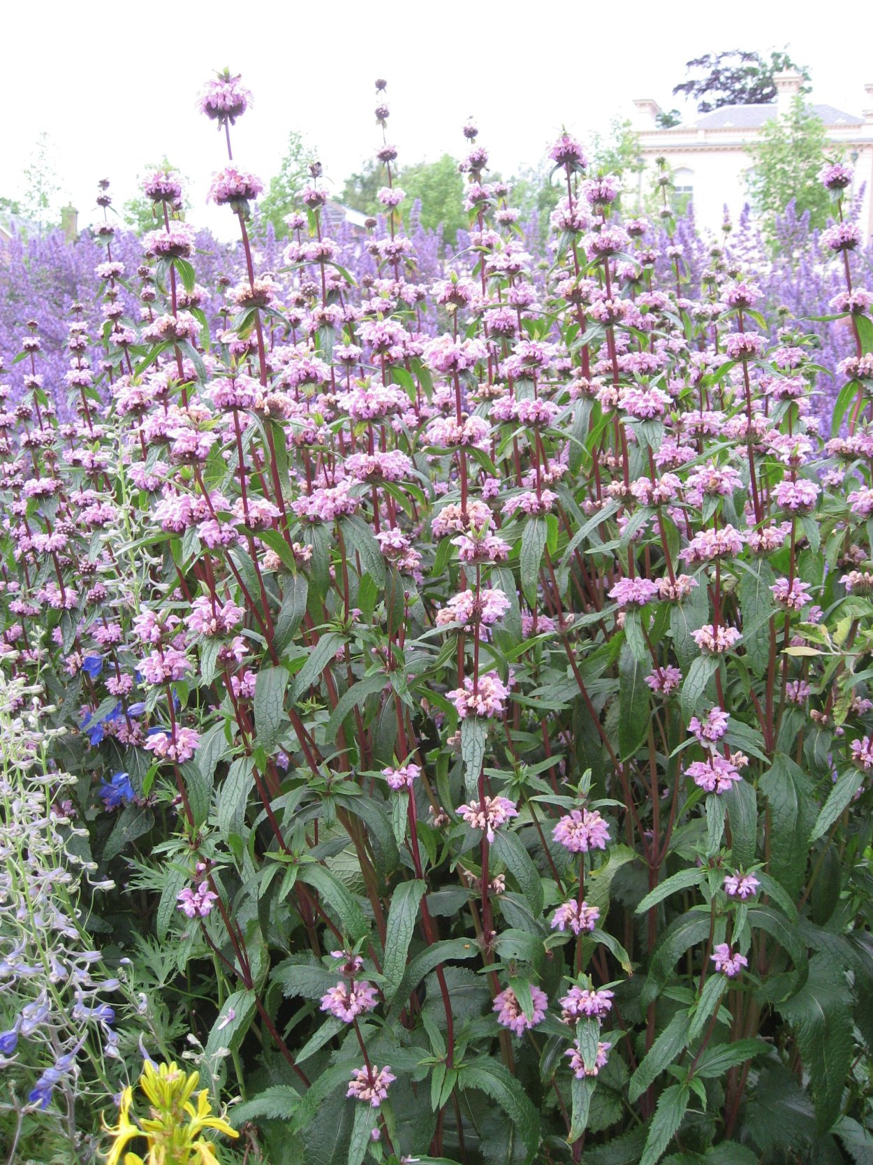 Зопник клубненосный phlomoídes tuberósa