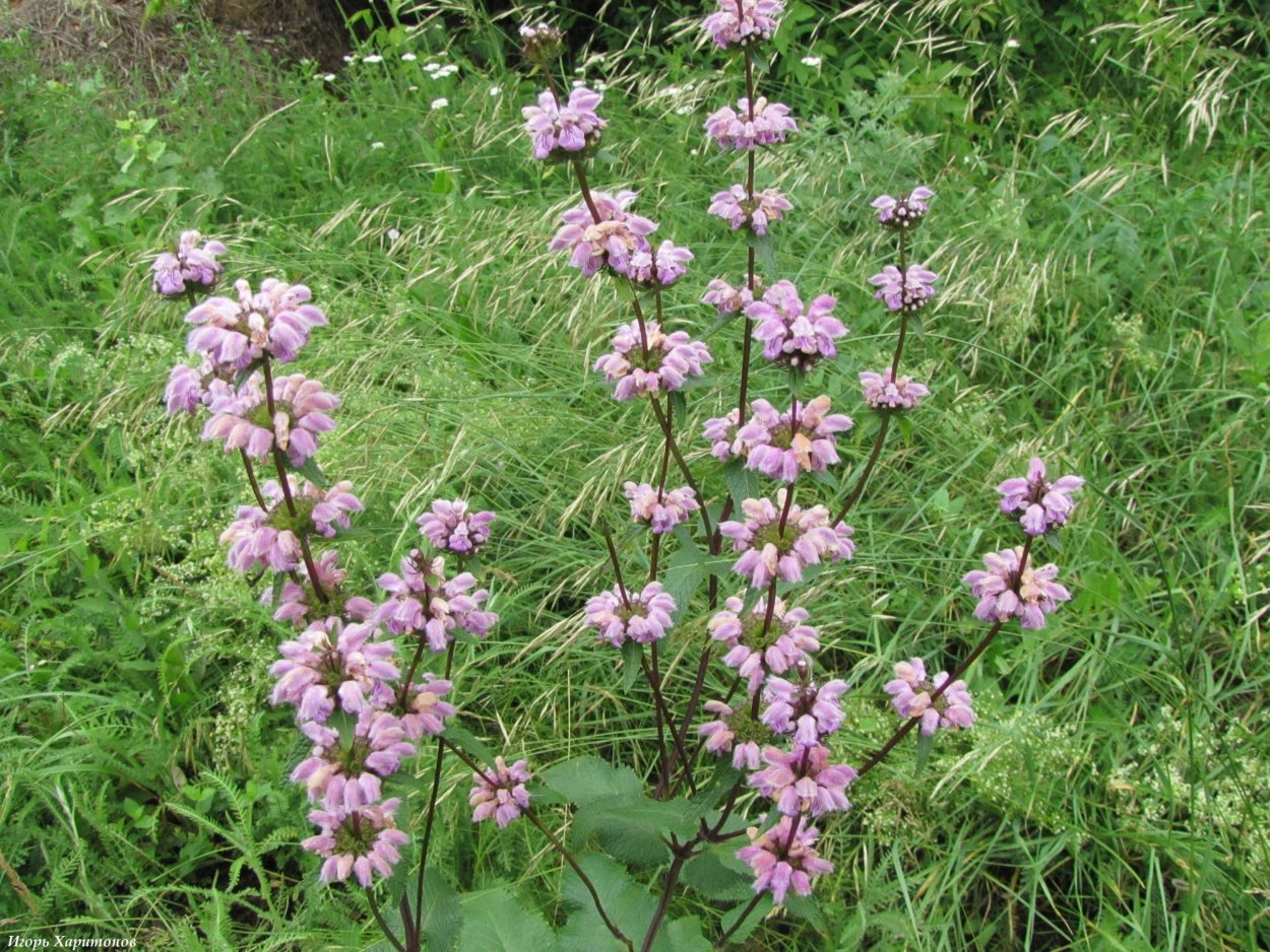 Зопник клубненосный phlomoídes tuberósa