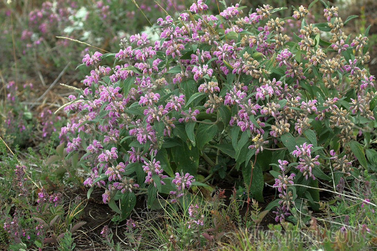 Phlomis russeliana