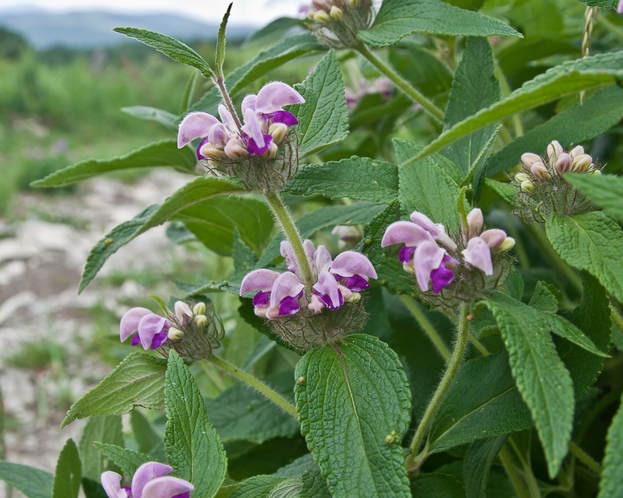 Зопник клубненосный (Phlomis tuberosa)
