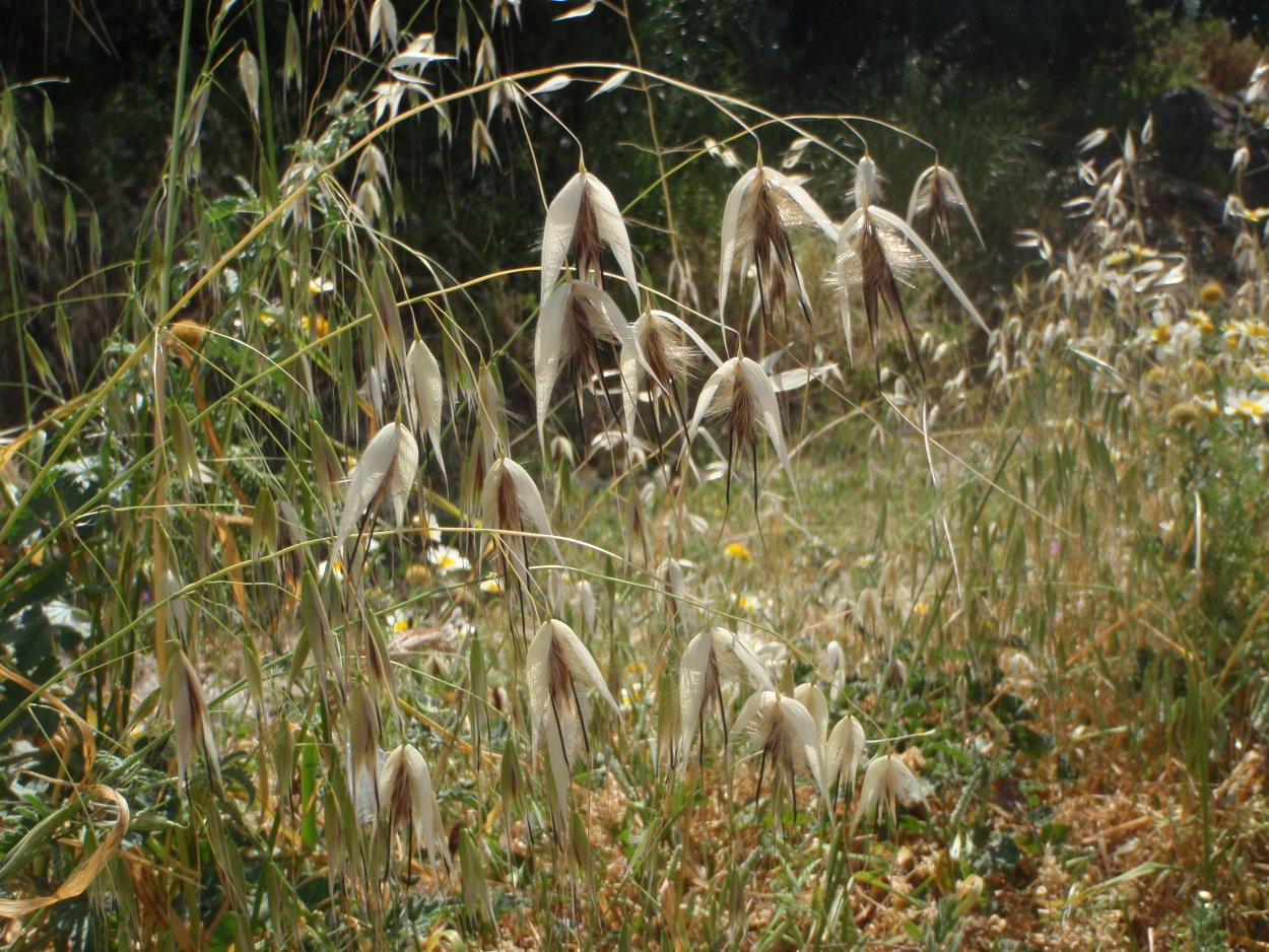 Avena sterilis