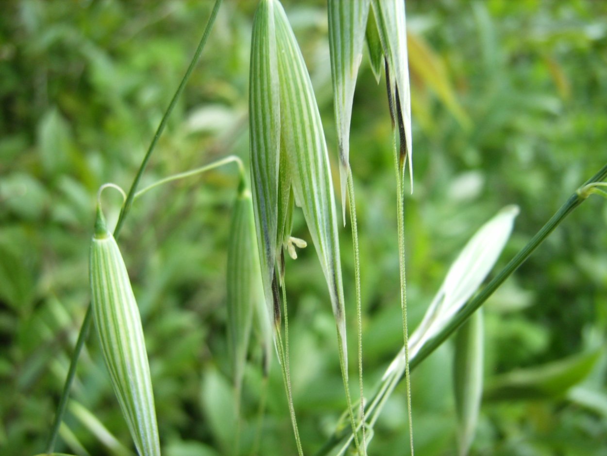 Овёс посевной Avena Sativa l.