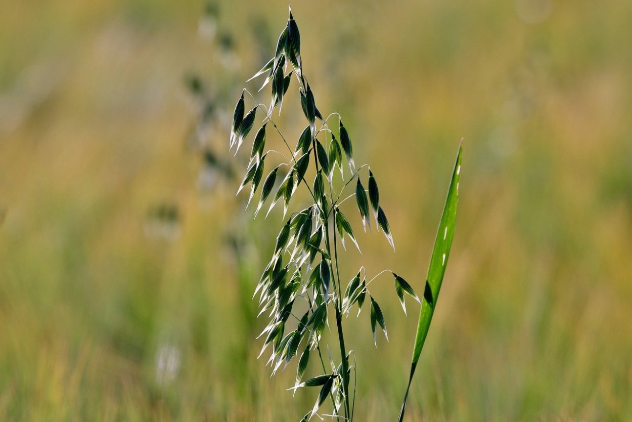 Овес посевной (Avena Sativa)
