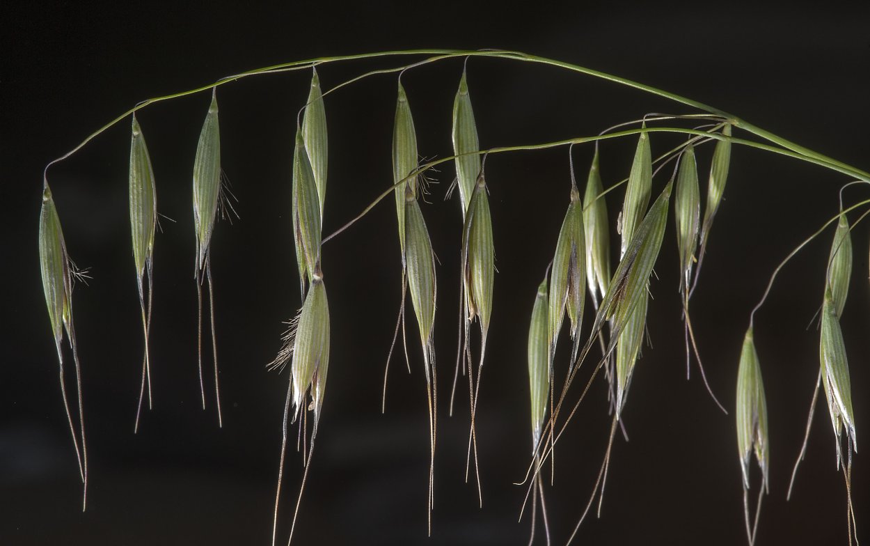 Avena sterilis