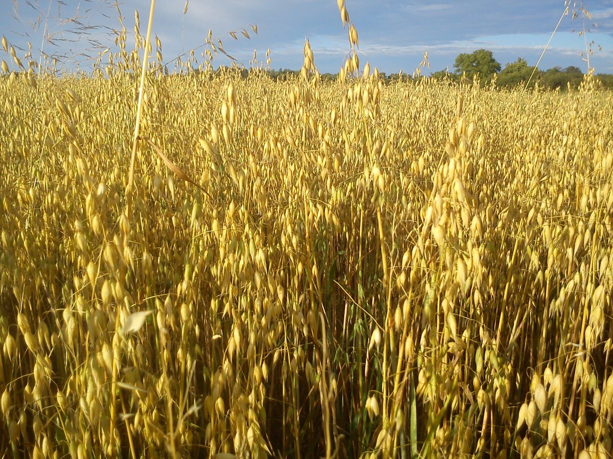 Овес посевной (Avena Sativa)