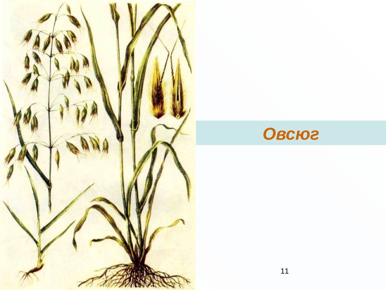 Овсюг сорные растения