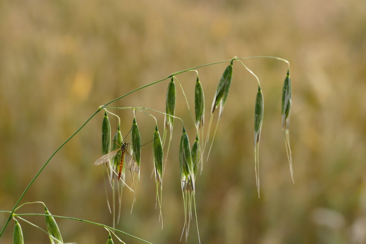 Овес посевной (Avena Sativa)