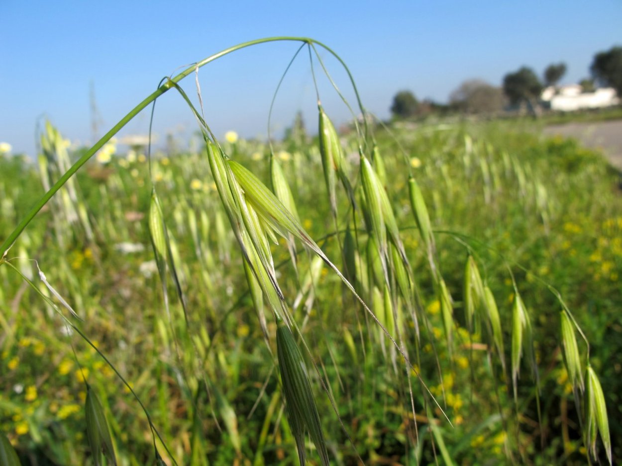 Avena sterilis