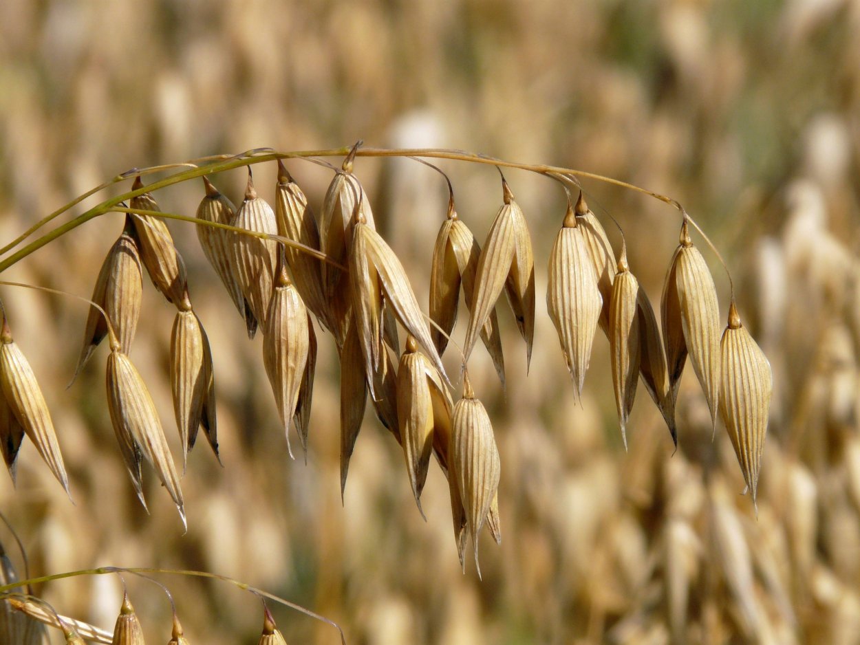 Овес посевной (Avena Sativa)