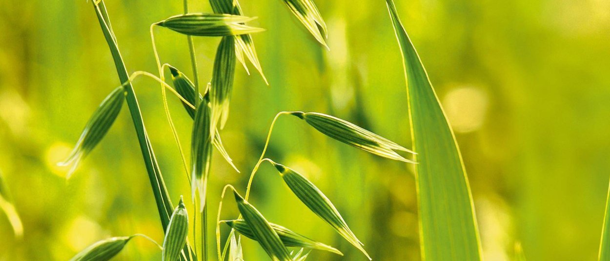 Avena Sativa l.