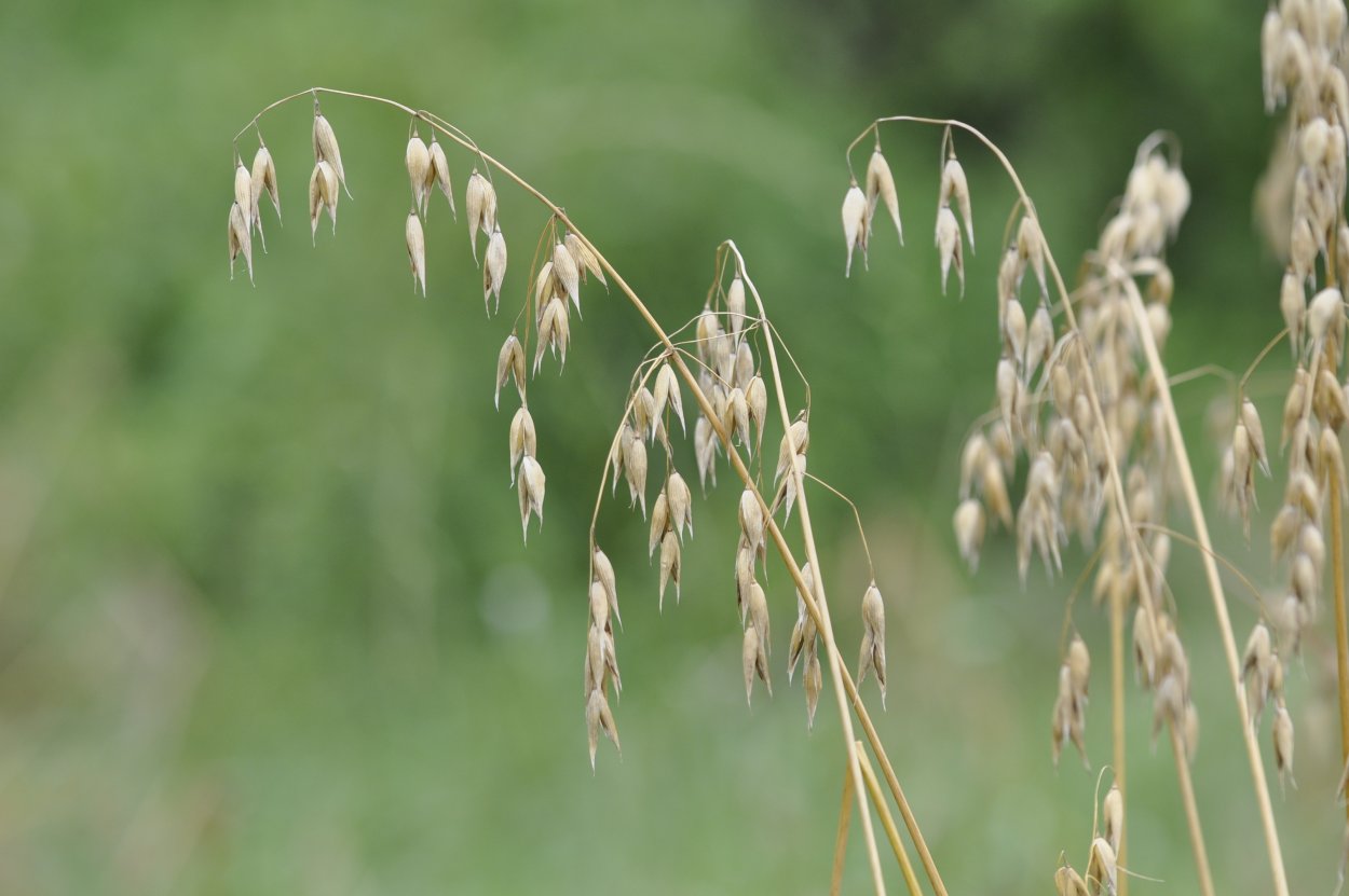 Овёс посевной Avena Sativa l.