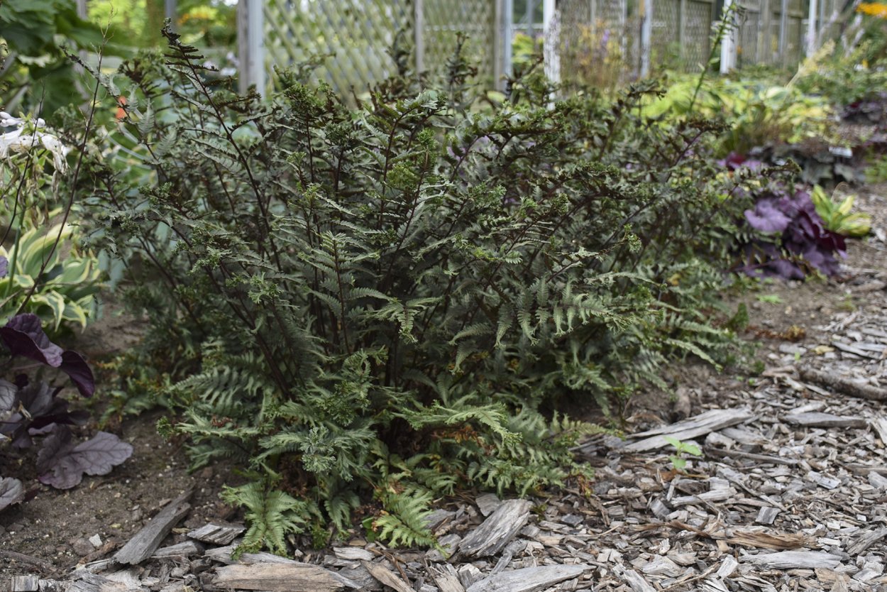 Athyrium distentifolium