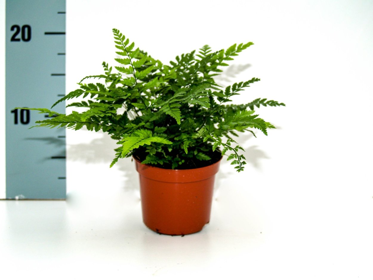 Athyrium spicatum