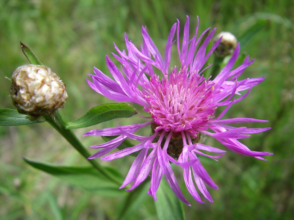 Серпуха Венценосная Serratula coronata