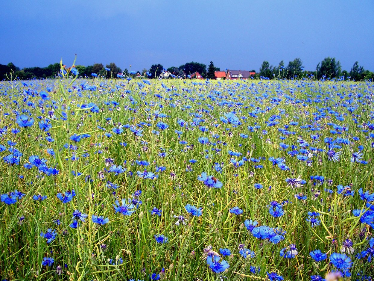 Василек синий Centaurea cyanus l.