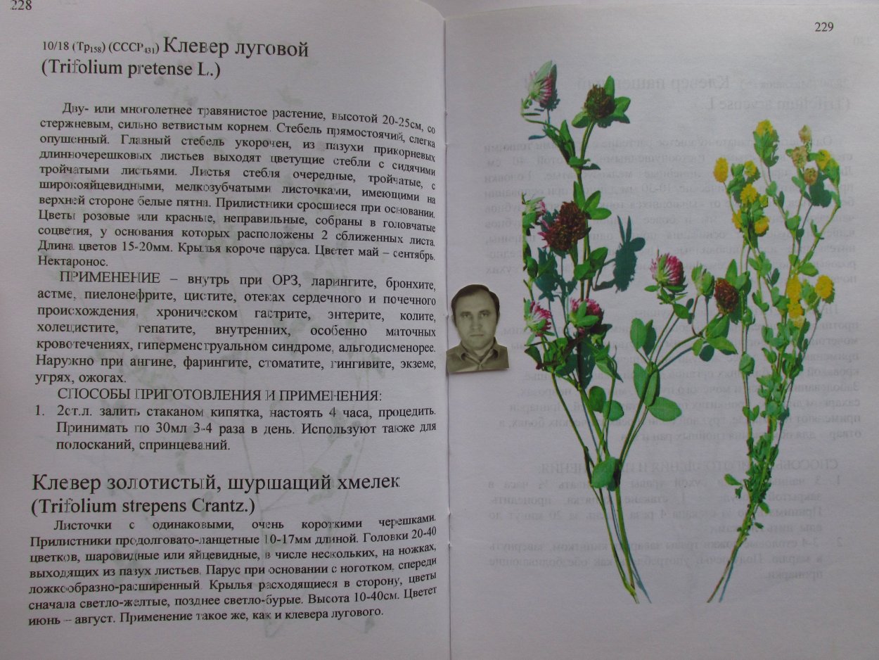 Клевер Луговой высота стебля