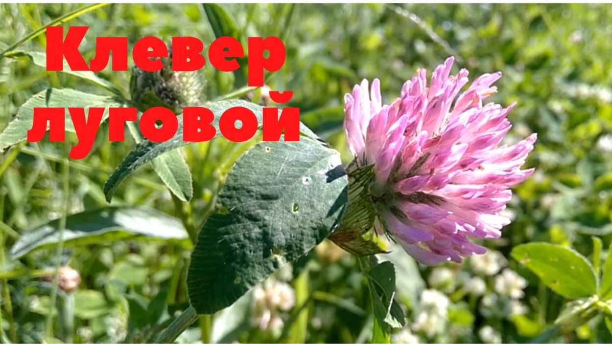 Клевер Луговой лекарственные свойства в косметологии